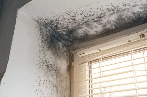 Affordable Black Mold Remediation solutions in Kent, WA