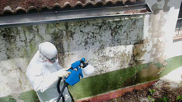 Top rated local Black Mold Remediation specialists in Kent, WA
